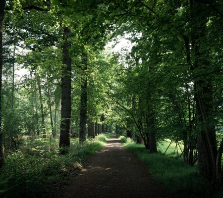 Drongengoedbos (gemaakt door Justine Bonne, Toerisme Oost-Vlaanderen)