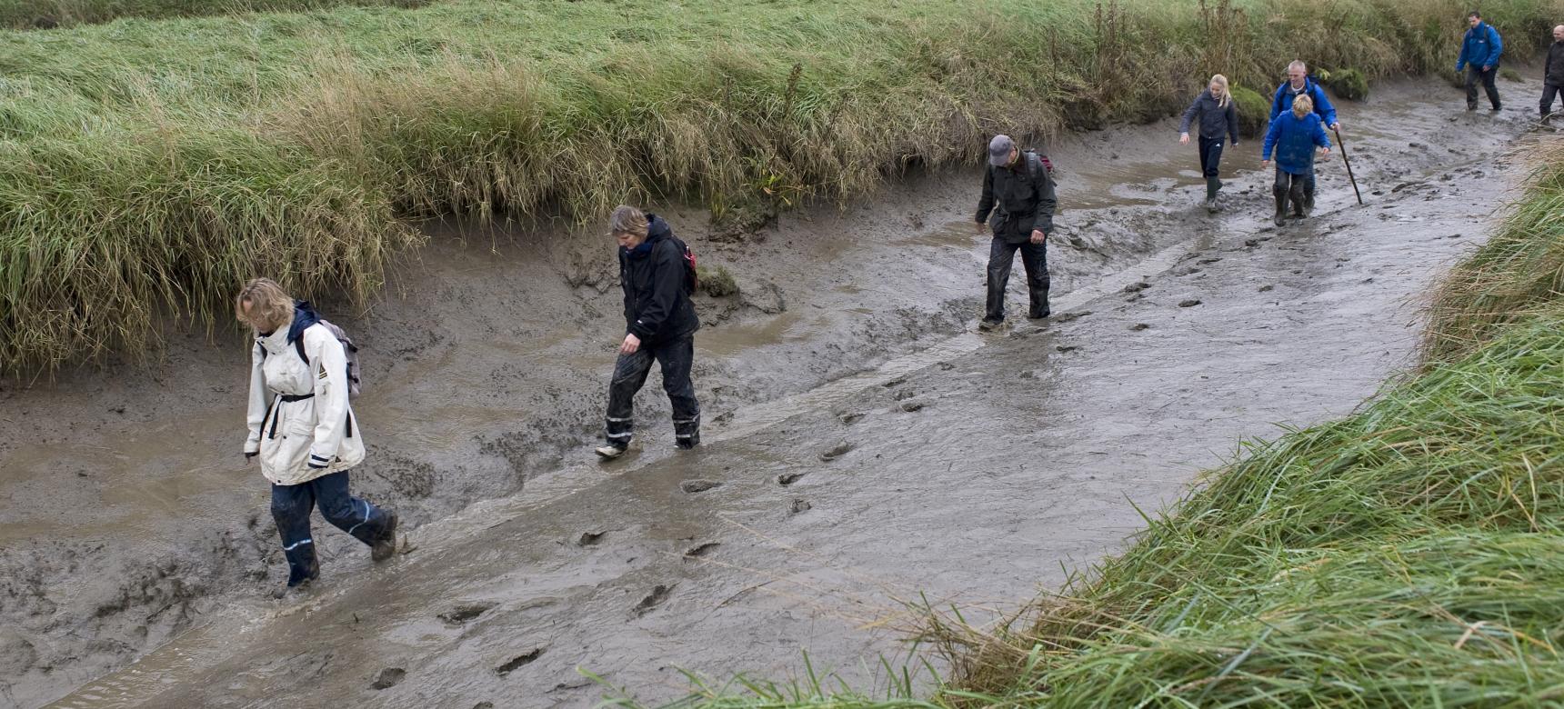 Bezoekers in de modder tijdens een excursie in het Verdronken Land van Saeftinghe