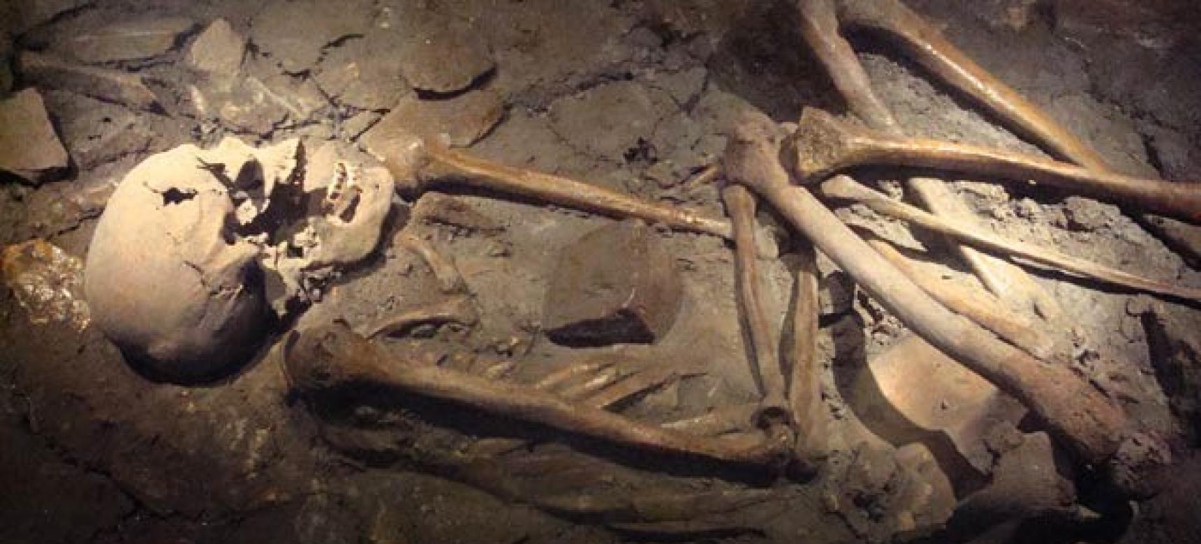 Gevonden skelet tentoongesteld in het Museum Aardenburg