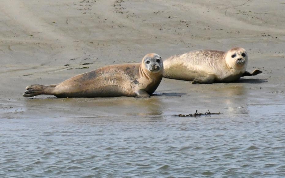 Twee zeehonden staren je aan vanop de Platen van Ossenisse (gemaakt door Annelien Bij de Vaate)