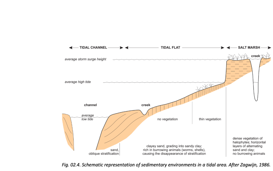 Schematic representation of sedimentary environments in a tidal area.