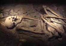 Gevonden skelet tentoongesteld in het Museum Aardenburg