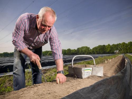 Boer steekt asperges (gemaakt door VVV Brabantse Wal)